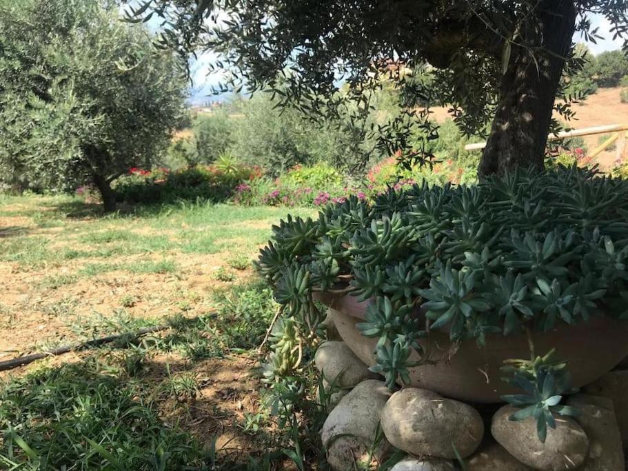 Appartamento Olivo Collecorvino Eksteriør bilde